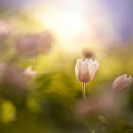 3p_august_2016-anette_kvamsdal