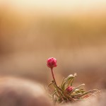3p_mai_2016-anette_kvamsdal