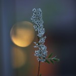 1p-mai2017-per_windahl