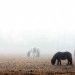 3p-jan-2017-bjarne_bjerke